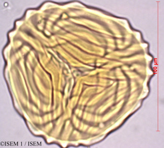ISEM 1/Ceratopteris_cornuta_81679/Ceratopteris_cornuta_81679_0001(copy)_thumb.jpg